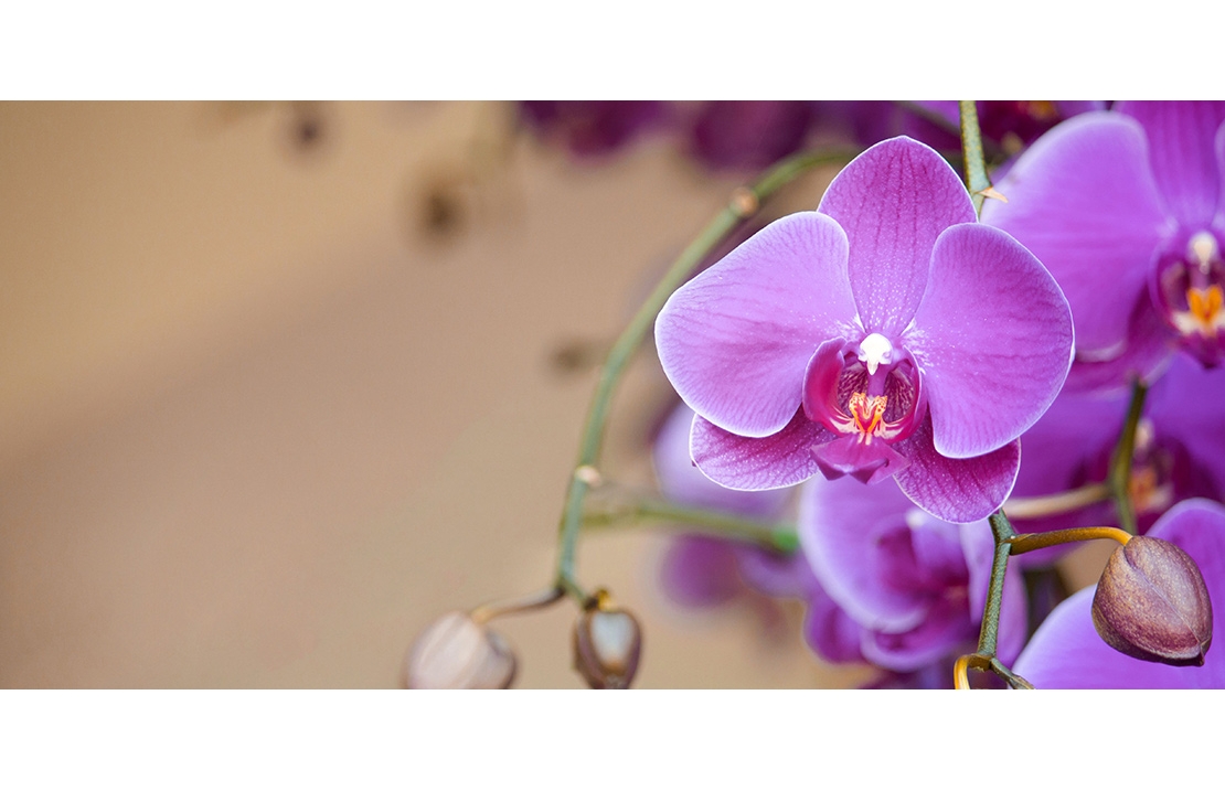Cum replantăm orhideele